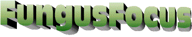FF logo FF logo